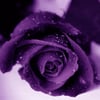 Violet F.